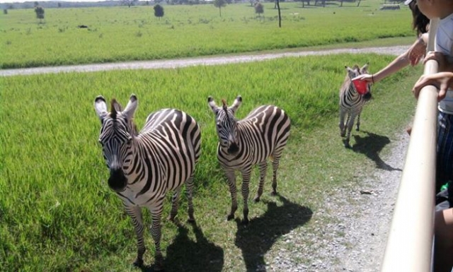 visitas guiadas safari